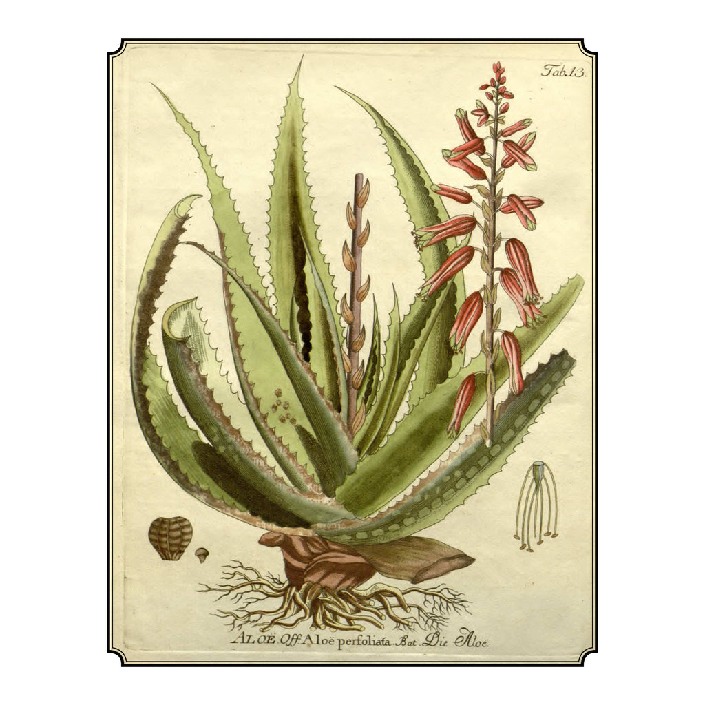 Aloe Vera: The Ultimate Plant for Health and Beauty